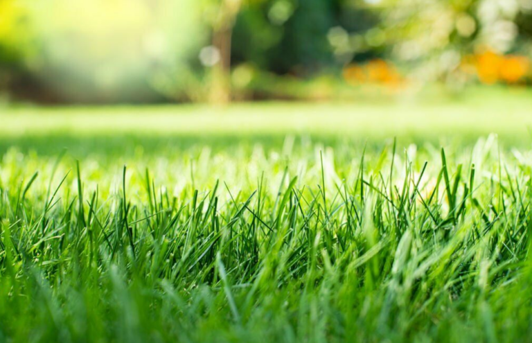 What Time Can You Start Mowing in Australia?