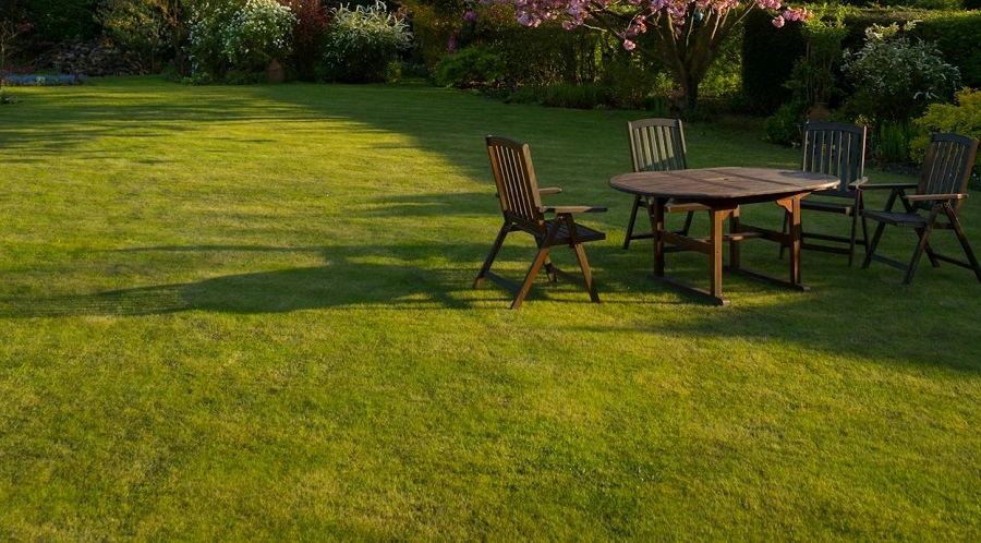 How to Grow Lawn Grass Fast and Healthy