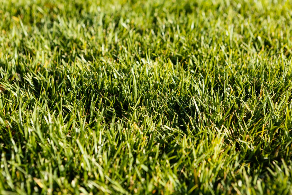 How to Identify Kikuyu Grass